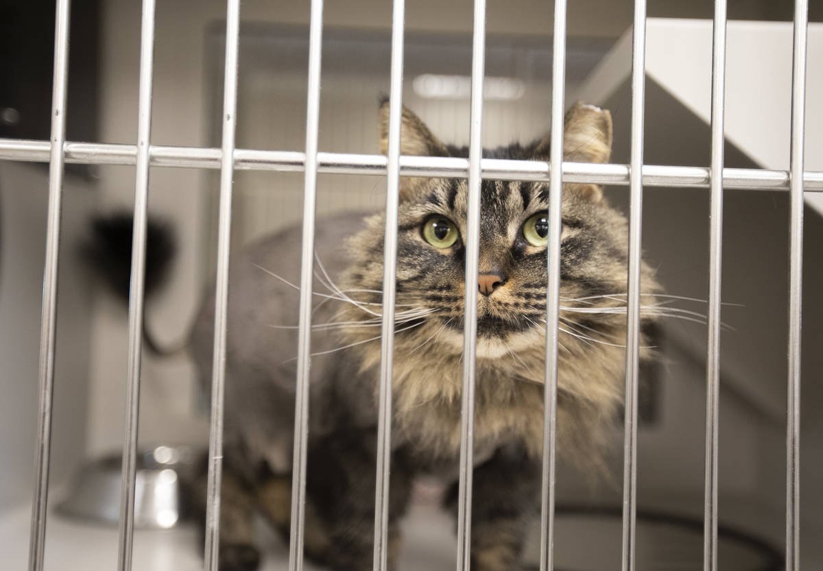 4-year-old cat Bertha is available for foster or adoption at The Animal Foundation on Thursday, ...