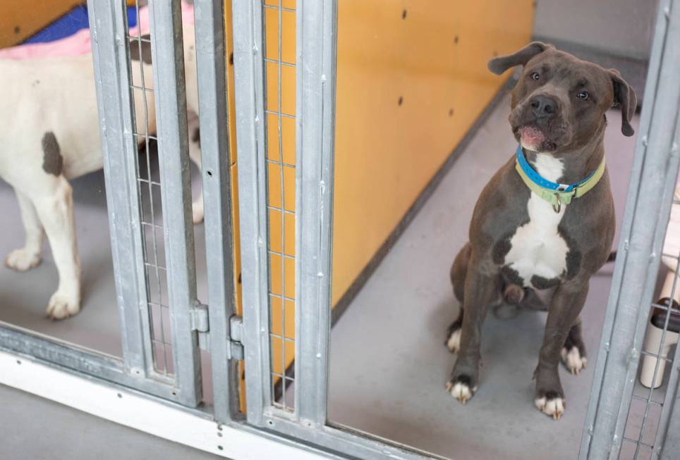 Angelo, a 1-year-old male dog, is available for foster or adoption at The Animal Foundation on ...