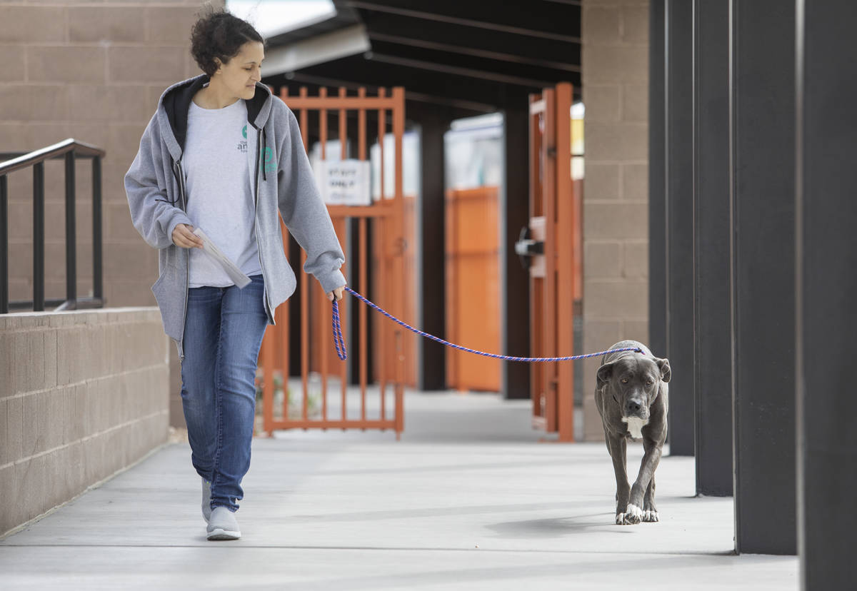 Animal care employee Keyarra Ottey walks Becca from the vet to the bungalow where she will awai ...