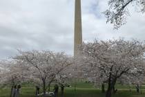 Despite fears of the coronavirus, people were running, cycling and walking through D.C.'s ch ...