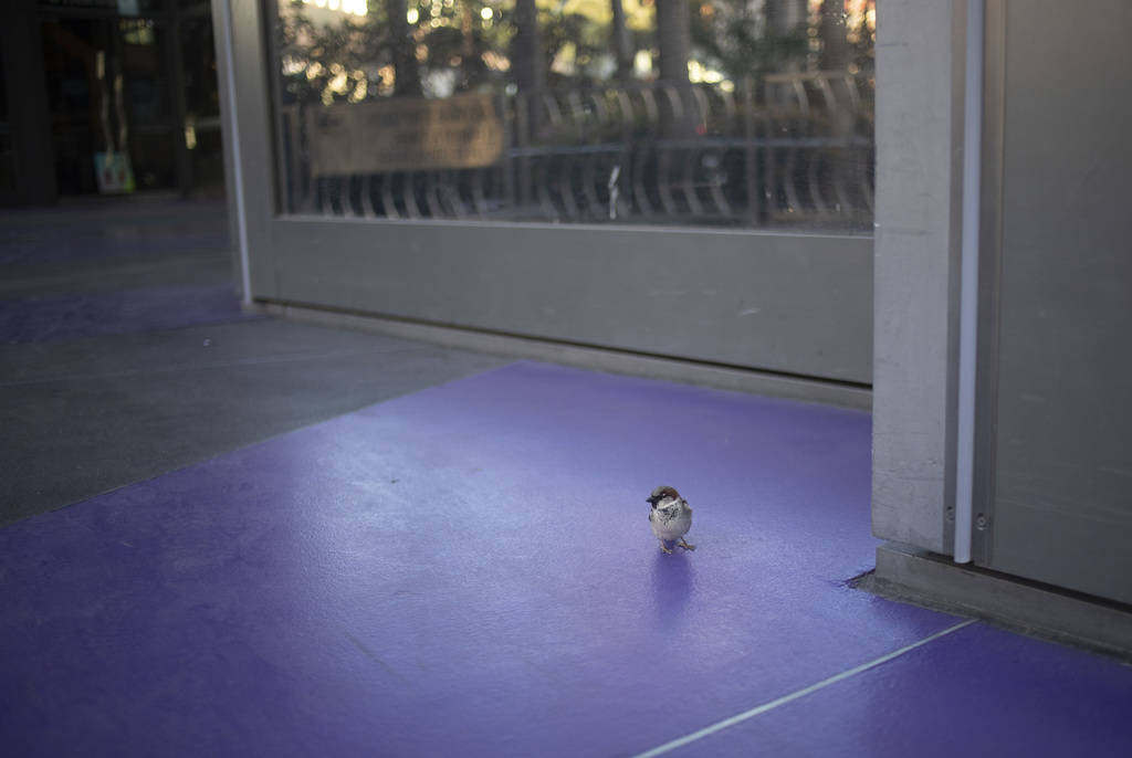 A lone bird hangs out in front of Cosmopolitan on the Strip on Tuesday, March 24, 2020, in Las ...
