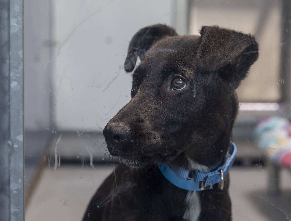 Flint, a 4-month-old puppy available for adoption, is seen at The Animal Foundation in Las Vega ...