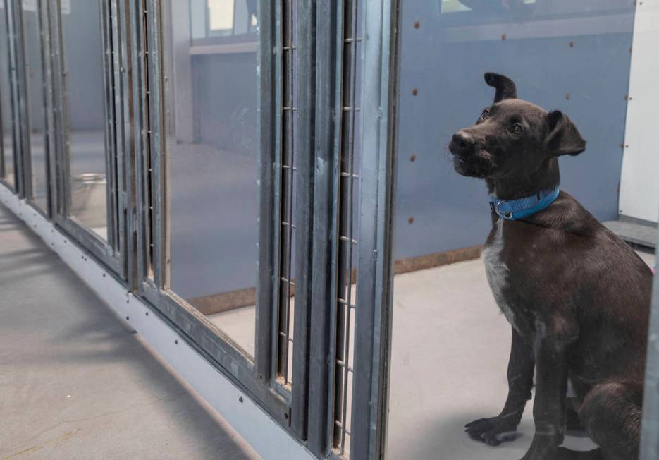 Flint, a 4-month-old puppy available for adoption, is seen at The Animal Foundation in Las Vega ...