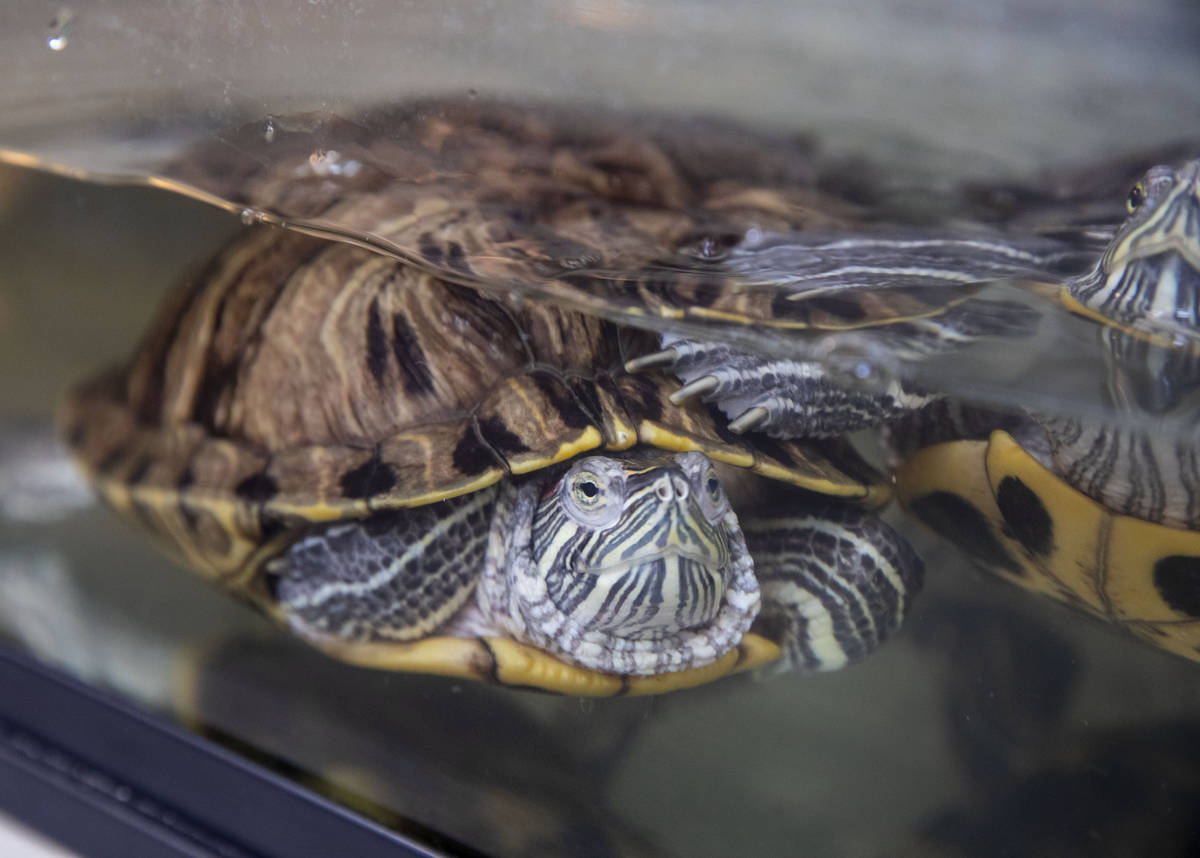 Turtles up for adoption swim in their tank at The Animal Foundation in Las Vegas on Thursday, M ...