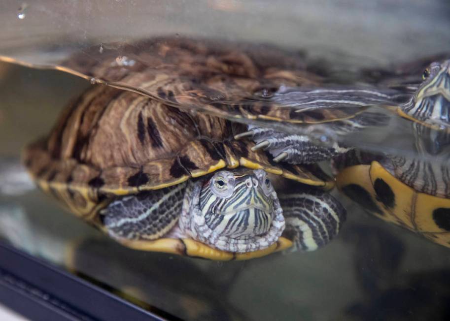 Turtles up for adoption swim in their tank at The Animal Foundation in Las Vegas on Thursday, M ...