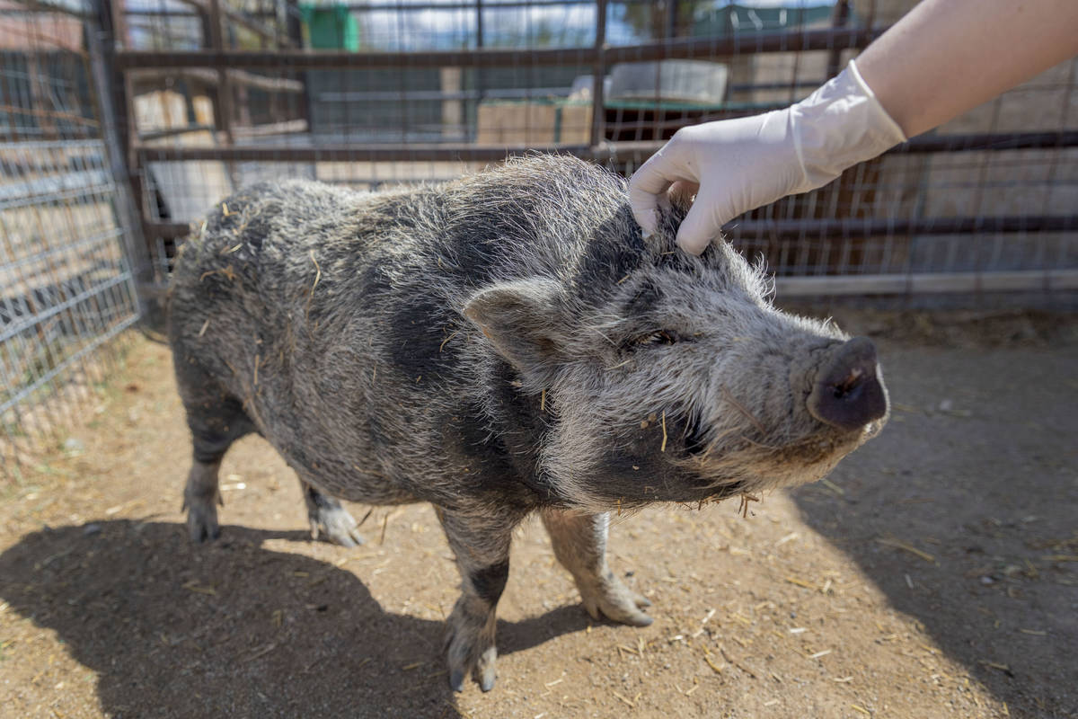 Nugget, a pig available for adoption, is pet at his large animal foster parent's home that part ...