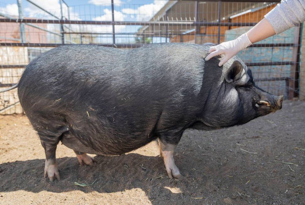 Greg, a pig available for adoption, is pet at his large animal foster parent's home that partne ...