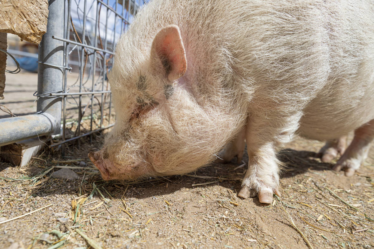 Arnold, a pig that is available for adoption is photographed at his large animal foster parent' ...
