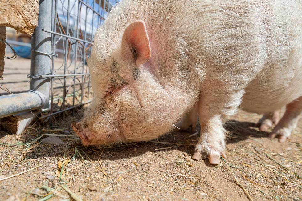 Arnold, a pig that is available for adoption is photographed at his large animal foster parent' ...