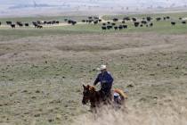 Cattle rancher Joe Whitesell rides his horse in a field near Dufur, Oregon, as he helps a frien ...