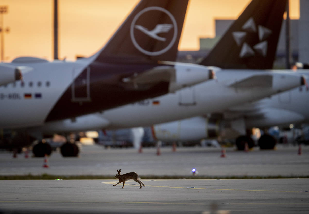 A hare runs along grounded Lufthansa planes at the airport in Frankfurt, Germany, Saturday, Apr ...