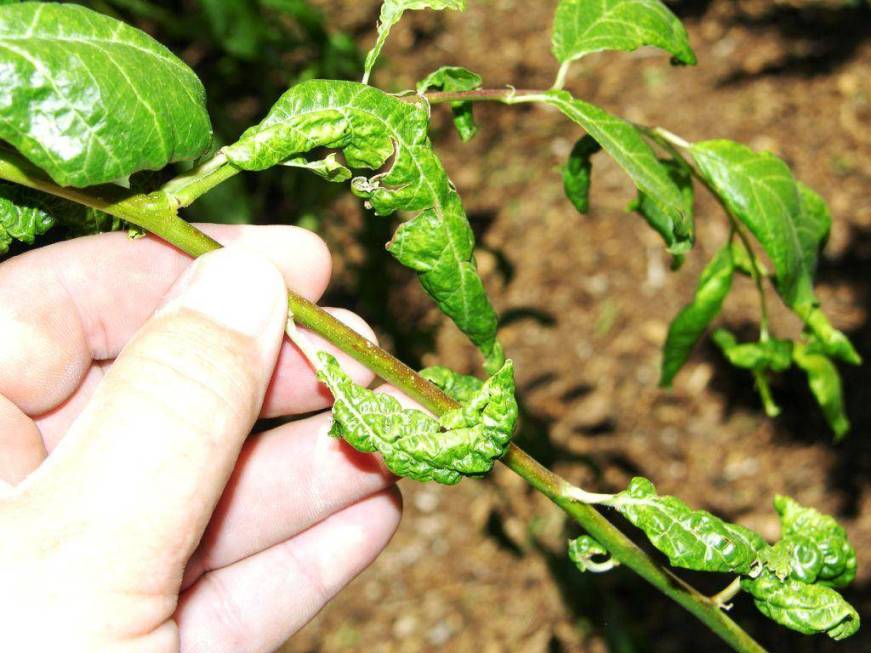 Curling leaves is a spring indicator that aphids are present. (Bob Morris)