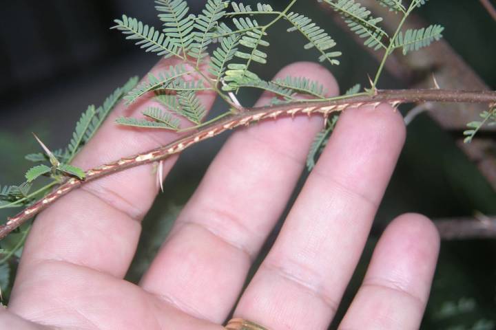 Bob Morris This branch shows cicada damage from an egg-laying female.