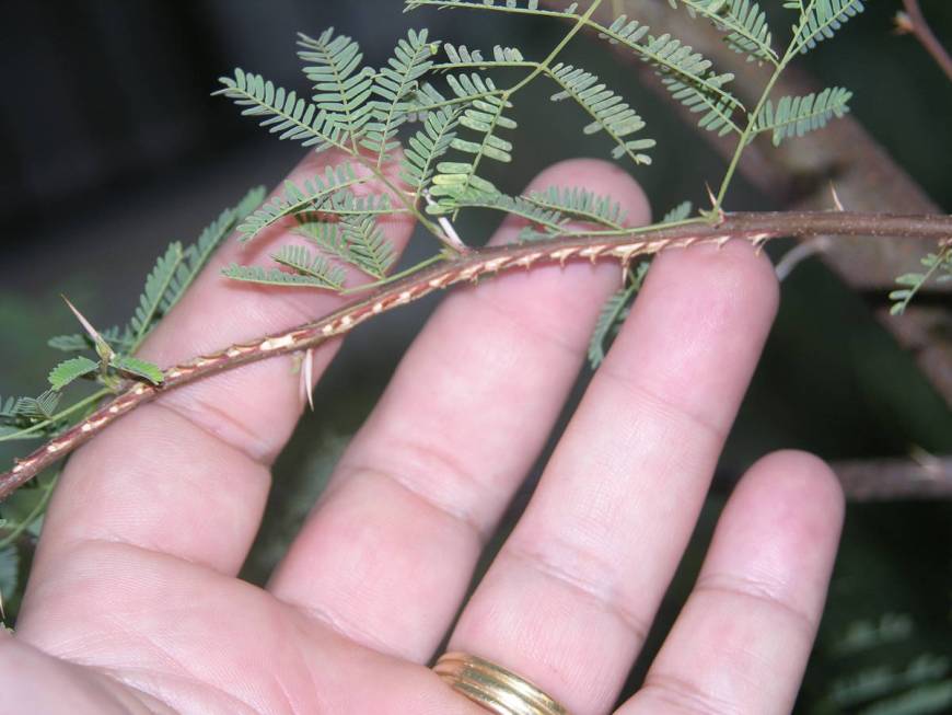 Bob Morris This branch shows cicada damage from an egg-laying female.