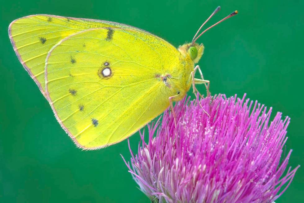 This undated photo provided by Michael Thomas in April 2020 shows a clouded sulphur butterfly i ...