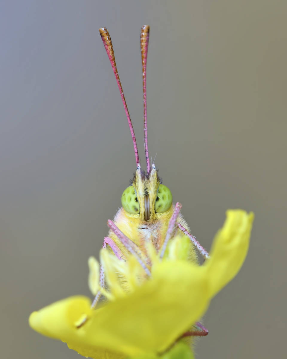 This September 2019 photo provided by Michael Thomas shows a clouded sulphur butterfly in Deeri ...