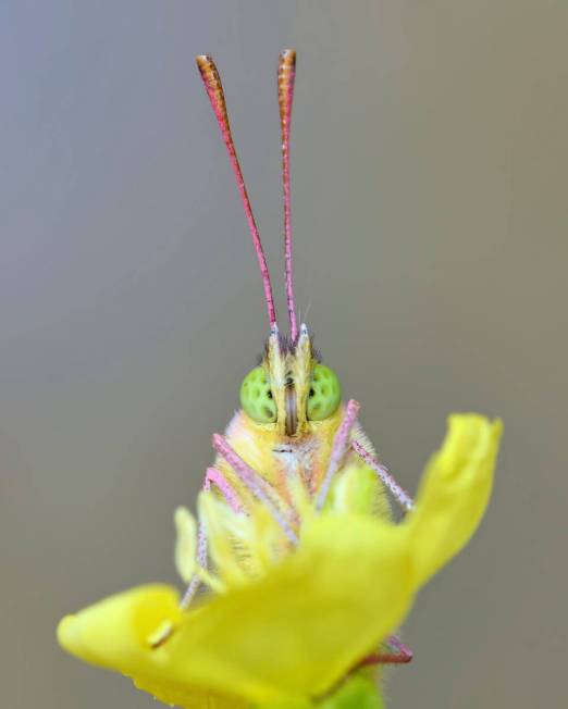 This September 2019 photo provided by Michael Thomas shows a clouded sulphur butterfly in Deeri ...