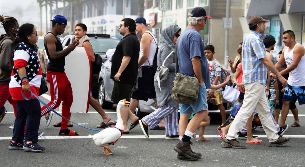 A goose named Goosey crosses the street to get to the other side with owners Psyche Lynch, left ...