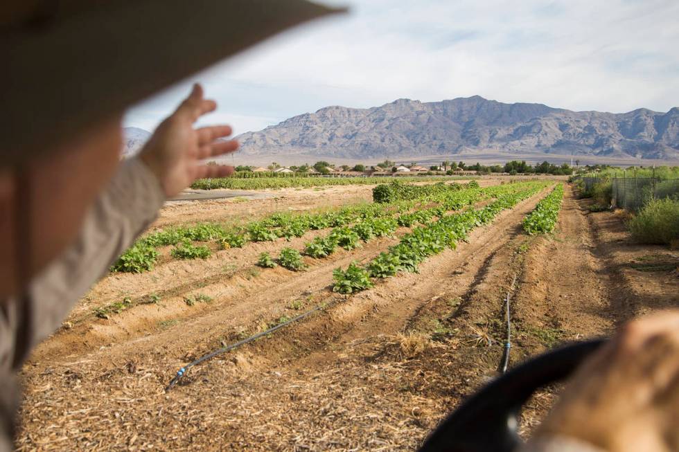 Mark Ruben, director of Gilcrease Orchard, shows some of the orchard's rows of crops. (Rachel A ...