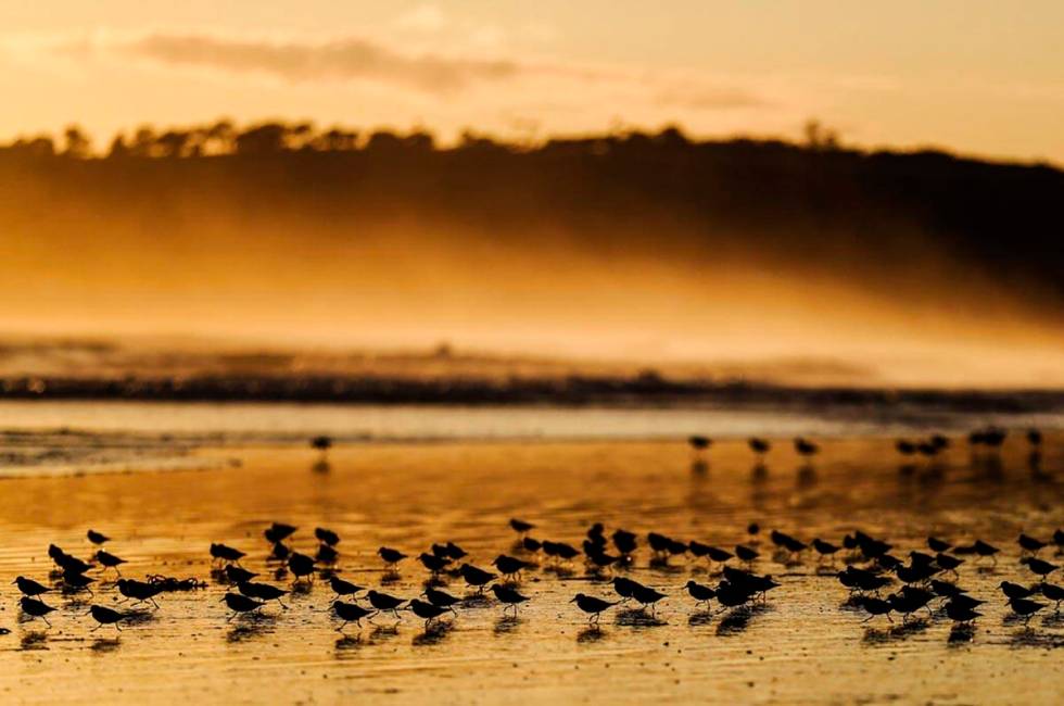 Shorebirds make their way along the beach at sunset, Wednesday, March 11, 2020, in Coronado, Ca ...