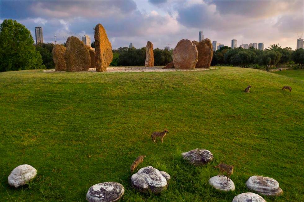 A pack of jackals roam free at Hayarkon Park in Tel Aviv, Israel, Thursday, April 23, 2020. (AP ...