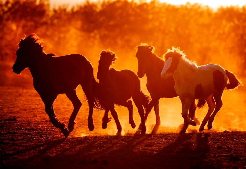 Icelandic stallions run in their paddock at a stud farm in Wehrheim near Frankfurt, Germany, Tu ...