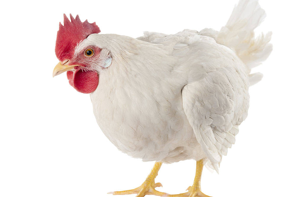 The Walker Police Department responded to a complaint of an aggressive chicken on Friday. Accor ...