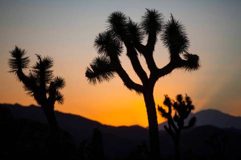 The sun sets at Joshua Tree National Park outside of Twentynine Palms, Calif. on Thursday, Sept ...