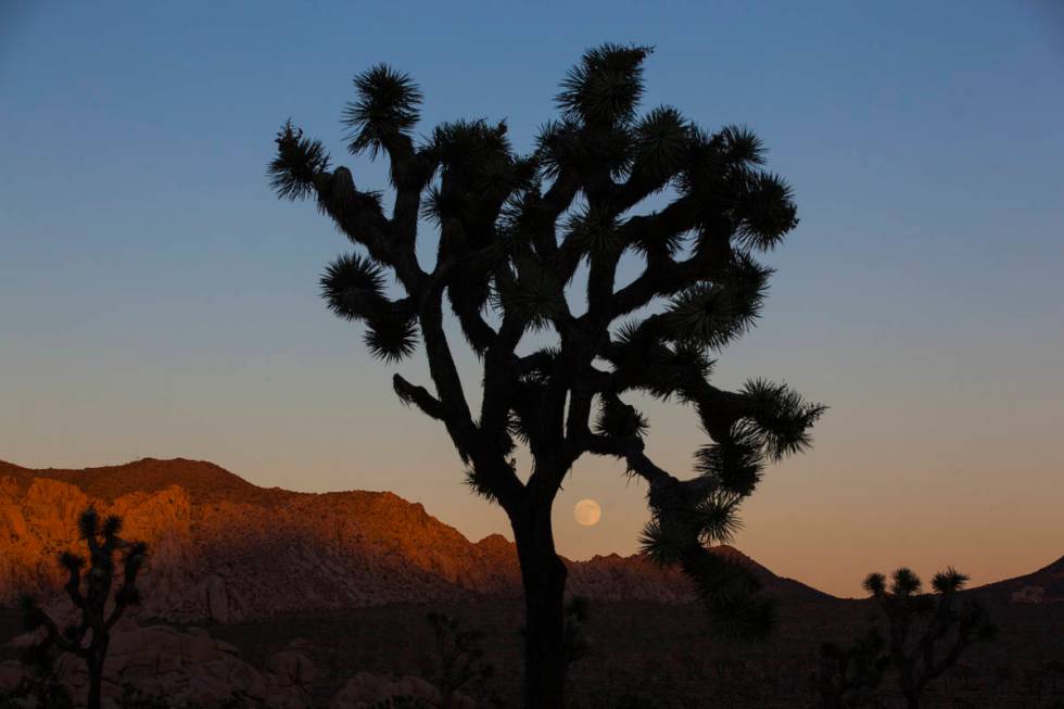 The moon rises, as shown through a silhouetted Joshua tree, at Joshua Tree National Park outsid ...