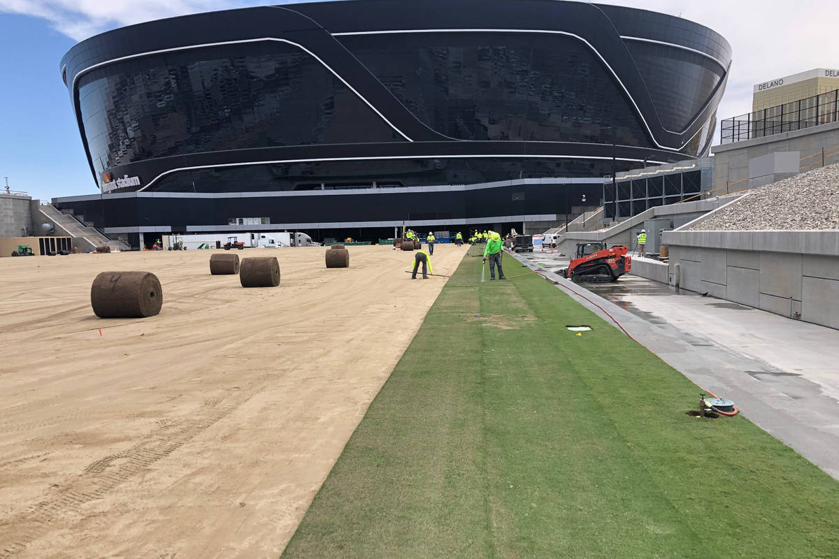 Sod installation began Wednesday on the field tray at the Las Vegas Raiders Allegiant Stadium. ...