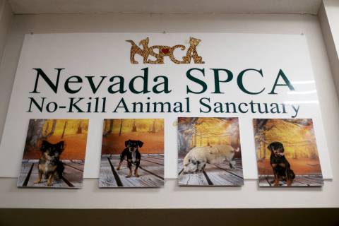 The Nevada Society for the Prevention of Cruelty of Animals in Las Vegas. (Rachel Aston/Las Veg ...
