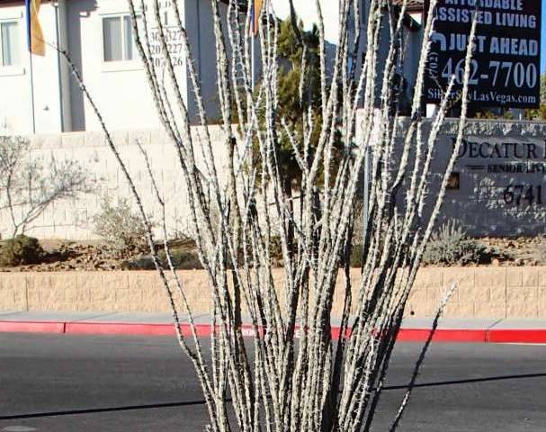 Ocotillo stem cuttings will grow roots in soil that drains if they are watered regularly in the ...