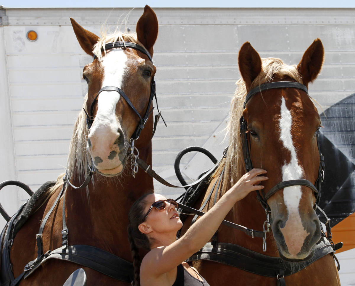 Gladius The Show performer Nicole England-Czyzewski takes care of horses, Cannon and Thunder du ...