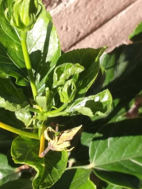 Dropping of flower buds is usually because the soil becomes too dry before it’s watered again ...