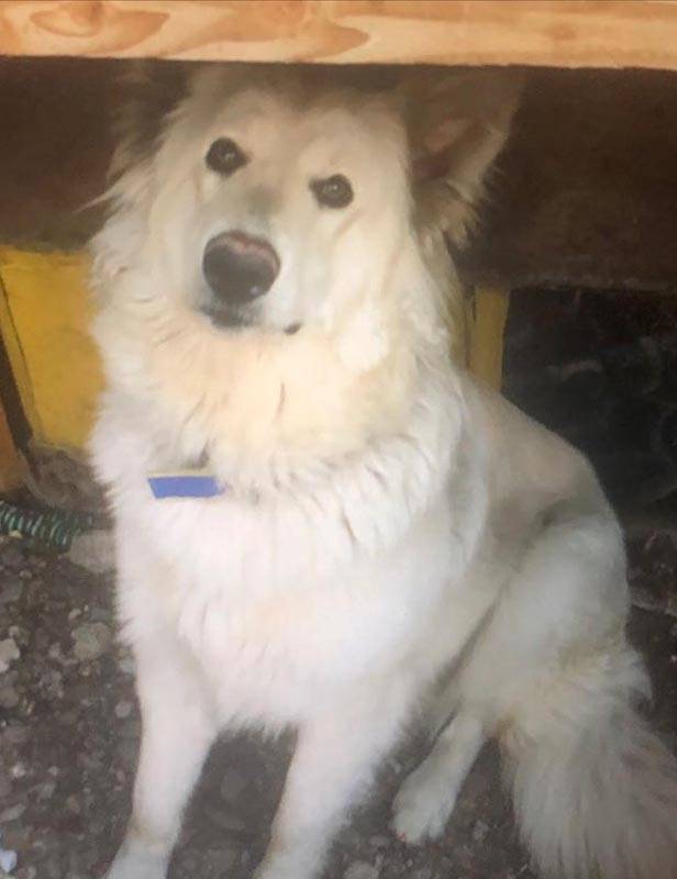 A white German Shepherd dog was with Aleska Rodriguez when she went missing. (North Las Vegas P ...