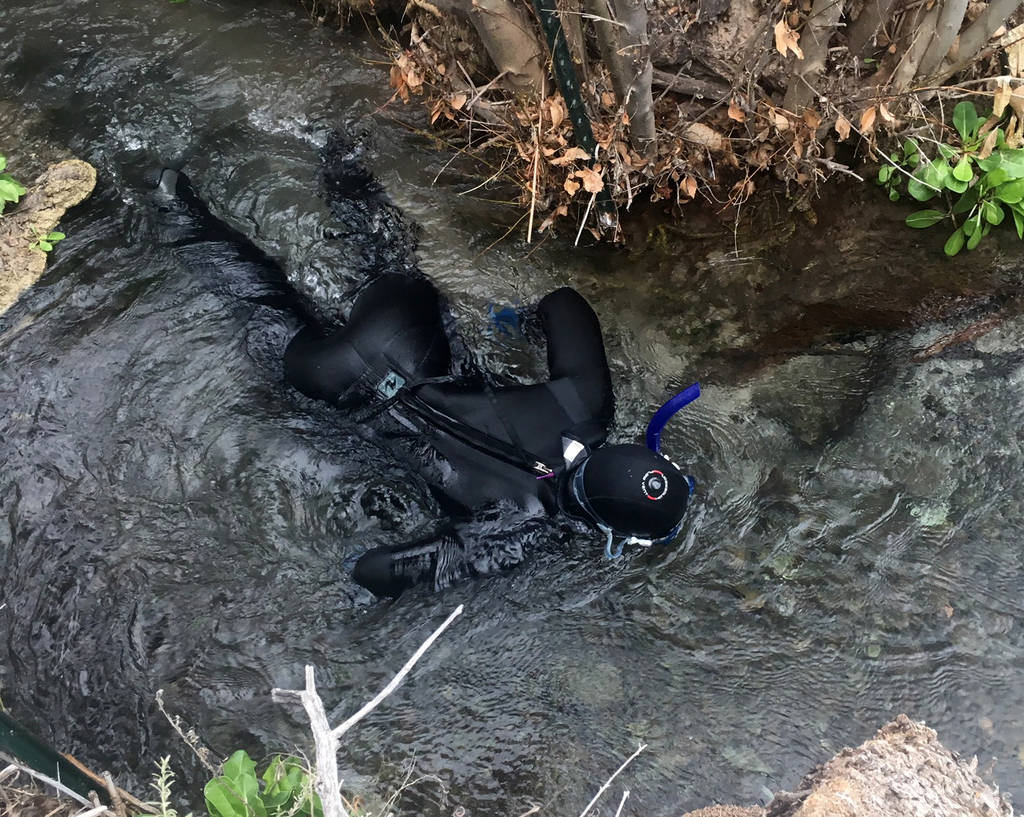 File: Fish technician Cody Anderson counts endangered Moapa dace on Feb. 13 in a creek at the h ...