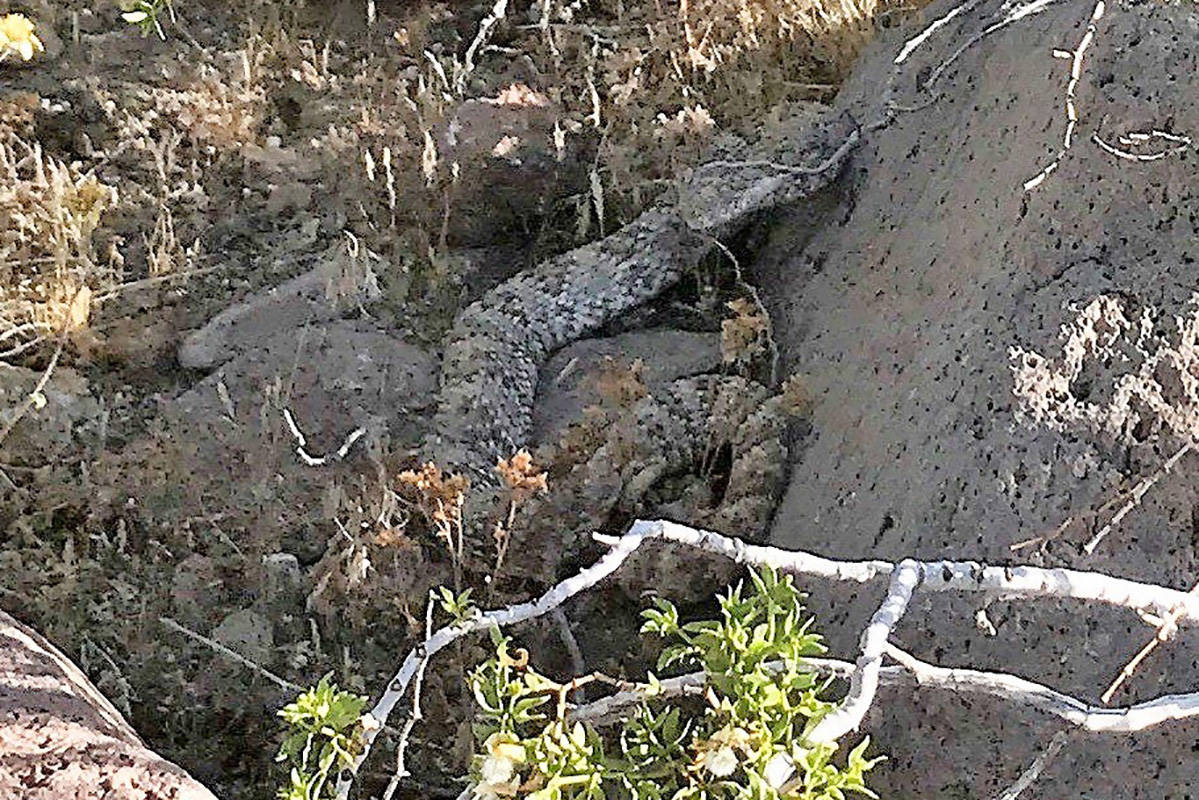 Southern Nevada is home to six species of rattlesnakes. This speckled rattlesnake sought cover ...