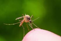 Mosquitoes with the West Nile virus has been found in Clark County for the first time this summ ...
