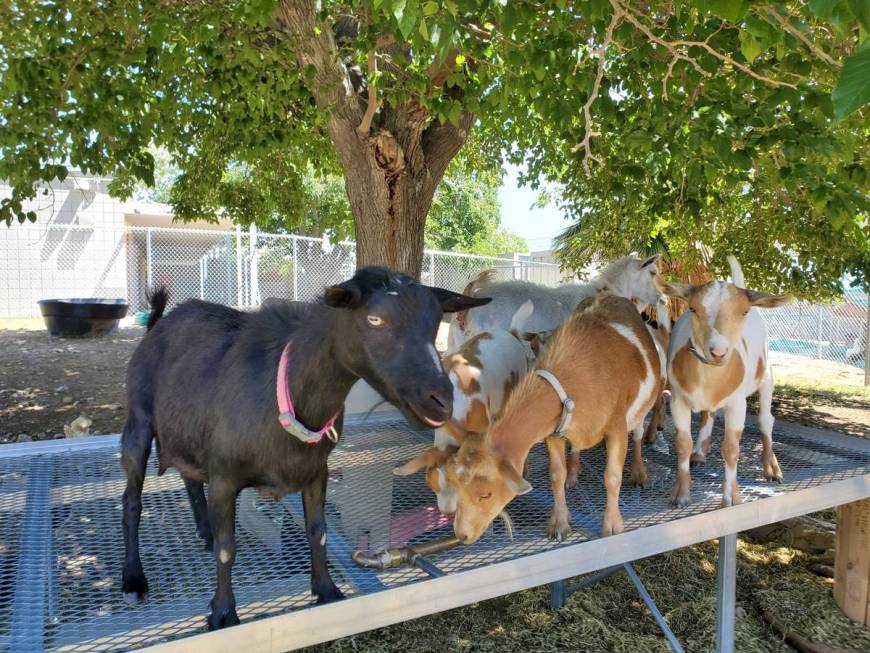 A few of Hoggard Elementary School's approximately 150 animals adjust to their temporary home a ...