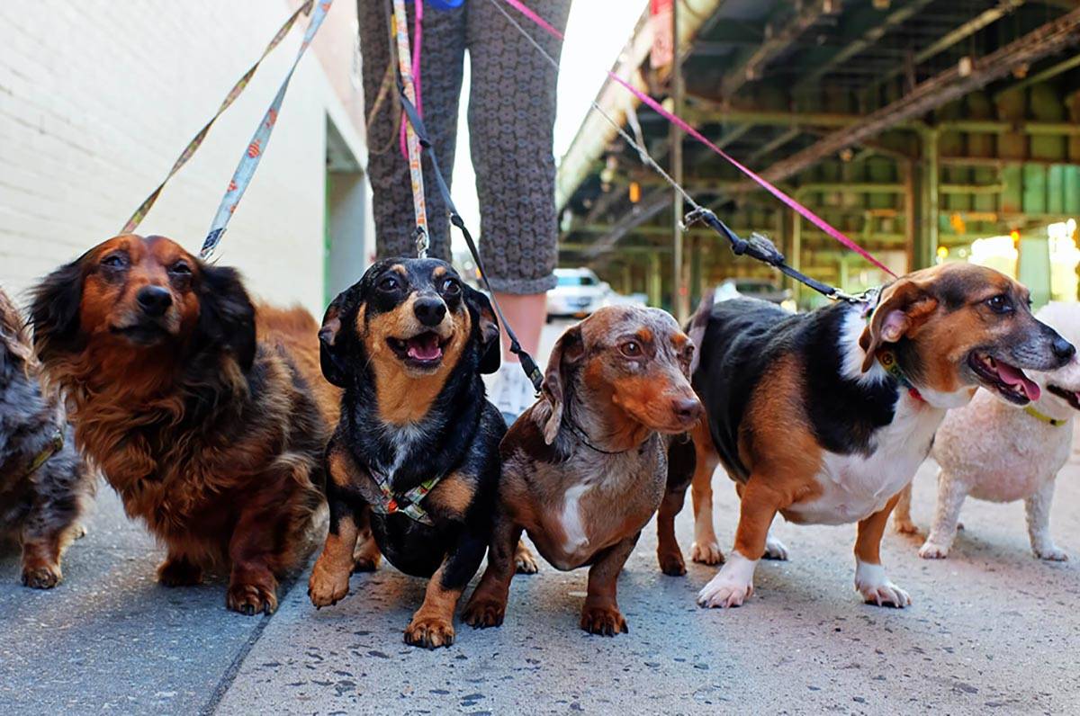 A local veterinarian is offering telehealth services for pets. (Getty Images)