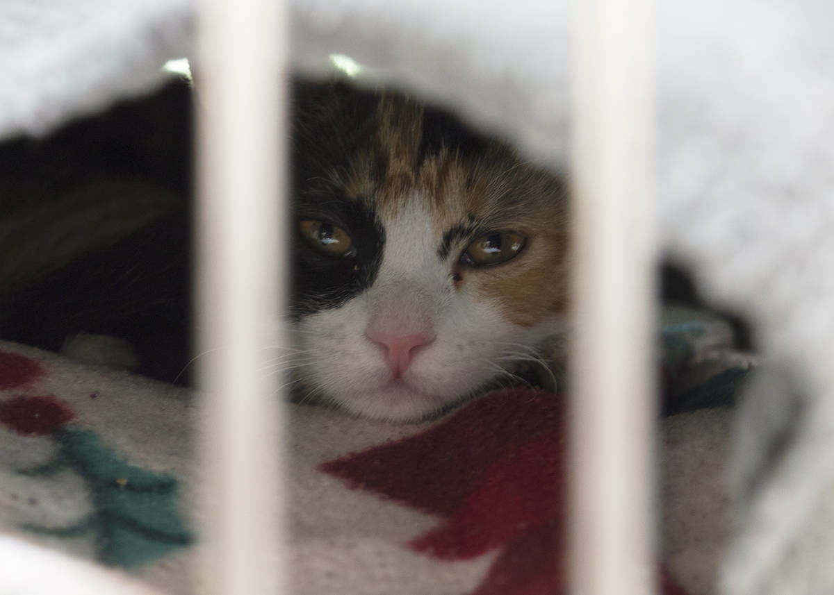 A kitten hiding under blankets, seen through its crate gate, at The Animal Foundation. Las Vega ...