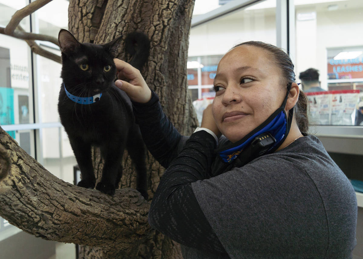 Brenda Arceo, adoptions manager at The Animal Foundation petting Boris, the black cat, availabl ...