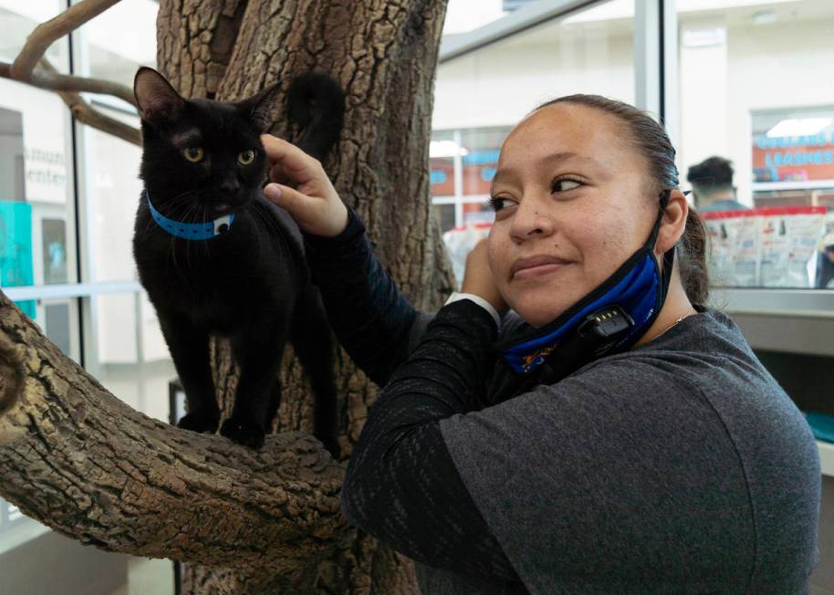 Brenda Arceo, adoptions manager at The Animal Foundation petting Boris, the black cat, availabl ...