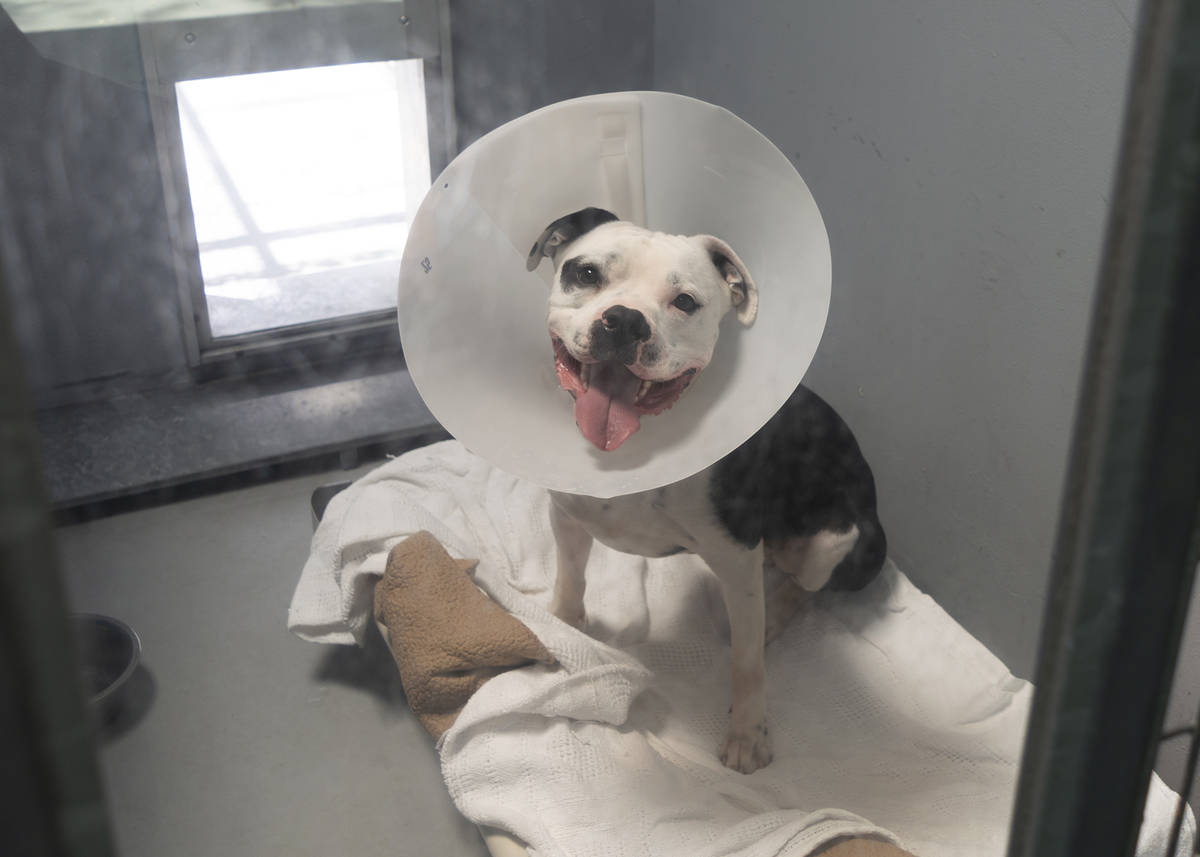 Checkers wears a cone in his kennel at The Animal Foundation, later that day he was adopted. La ...