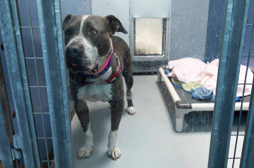 Betty awaiting adoption in her kennel at The Animal Foundation. Las Vegas, July 7, 2020. (Janne ...