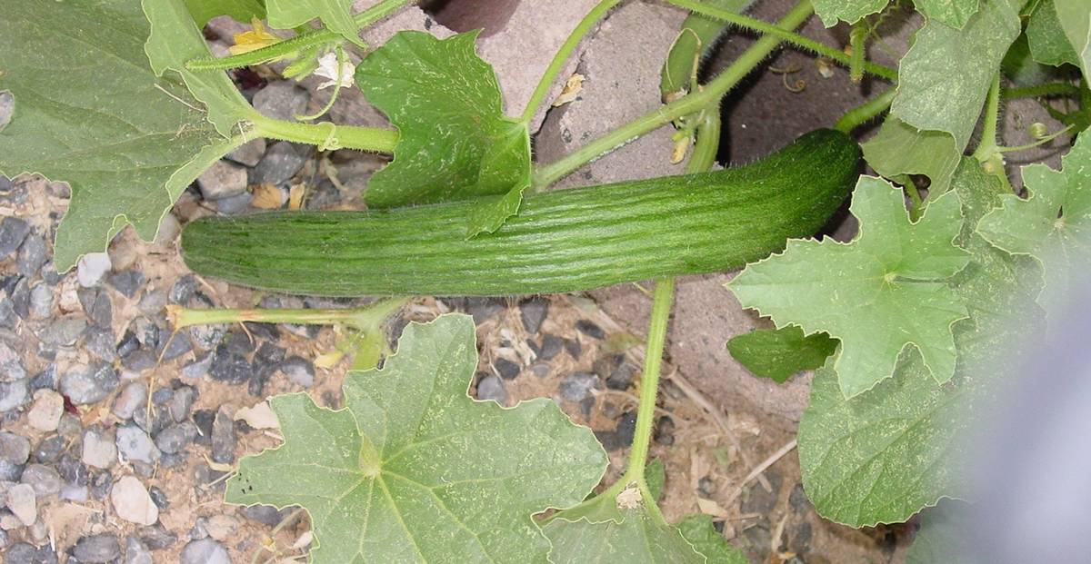 Armenian cucumber usually has fewer problems grown in the desert than other cucumber varieties. ...