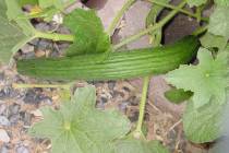 Armenian cucumber usually has fewer problems grown in the desert than other cucumber varieties. ...