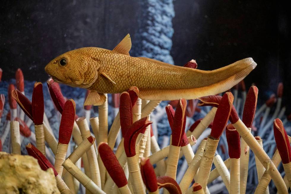 A model of deep sea life is seen at the new exhibit at the Las Vegas Natural History Museum, In ...