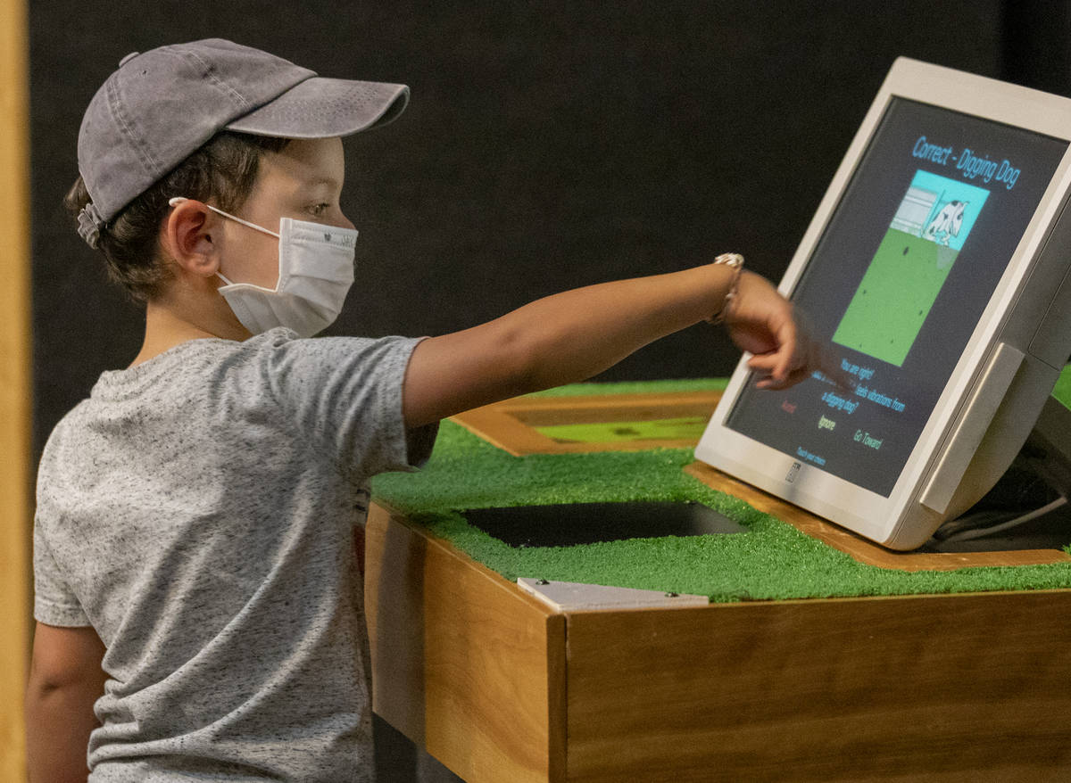 Jackson Trujillo, 4, of Las Vegas, explores the new exhibit at the Las Vegas Natural History Mu ...