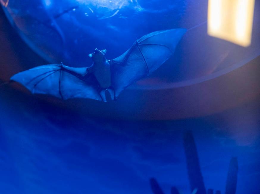 A model of bats is displayed at the new exhibit at the Las Vegas Natural History Museum, In the ...